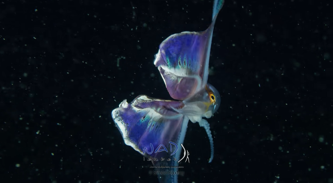 Take a Look at This Beautiful Sea Creature Found in Asian Water - Our ...