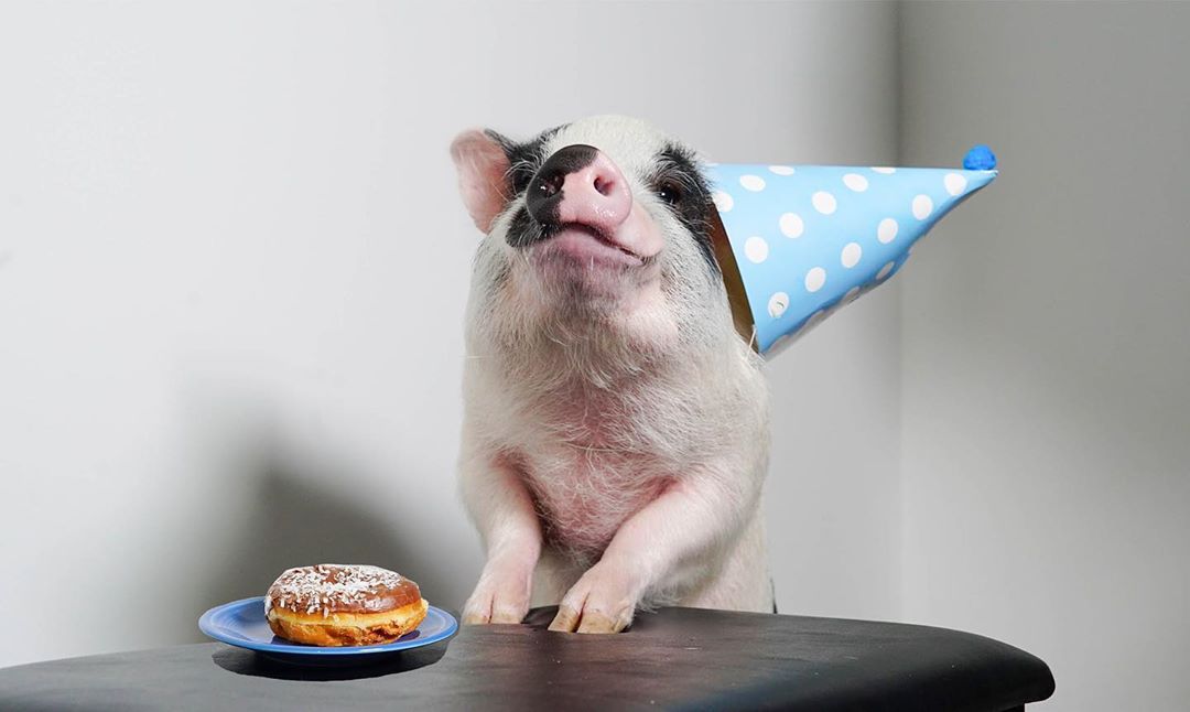 Pickles the Pig Ingested Rat Poison and Another Pig Saved His Life ...