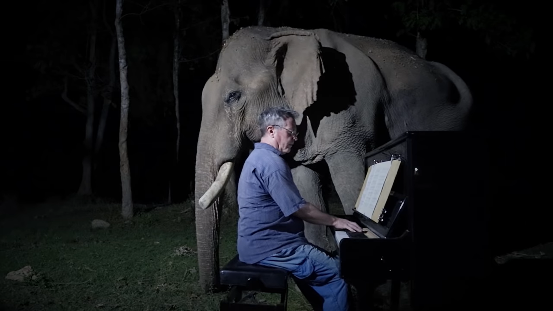 Pianist Plays Classical Music For Old and Sick Elephants in Thailand