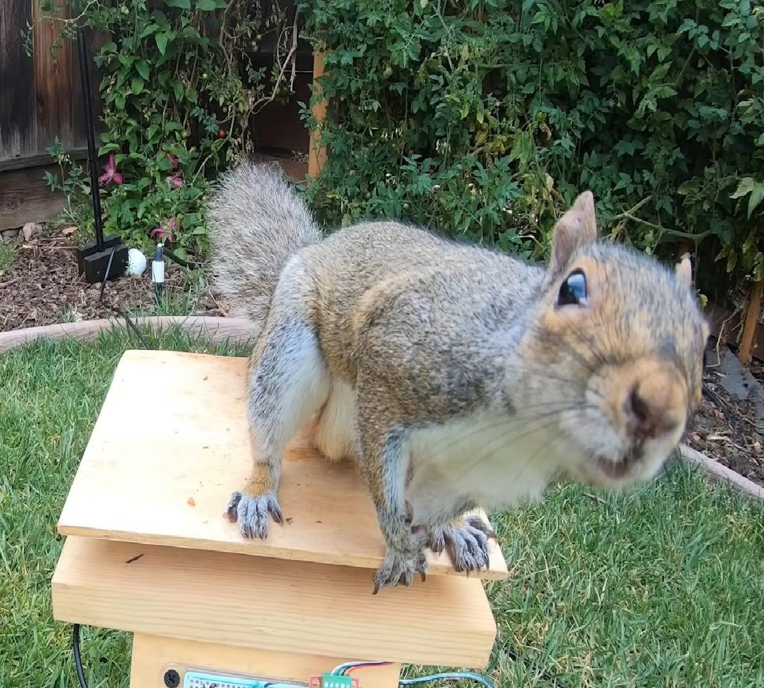 Man Builds an Impressive Obstacle Course to Challenge Bird Food ...