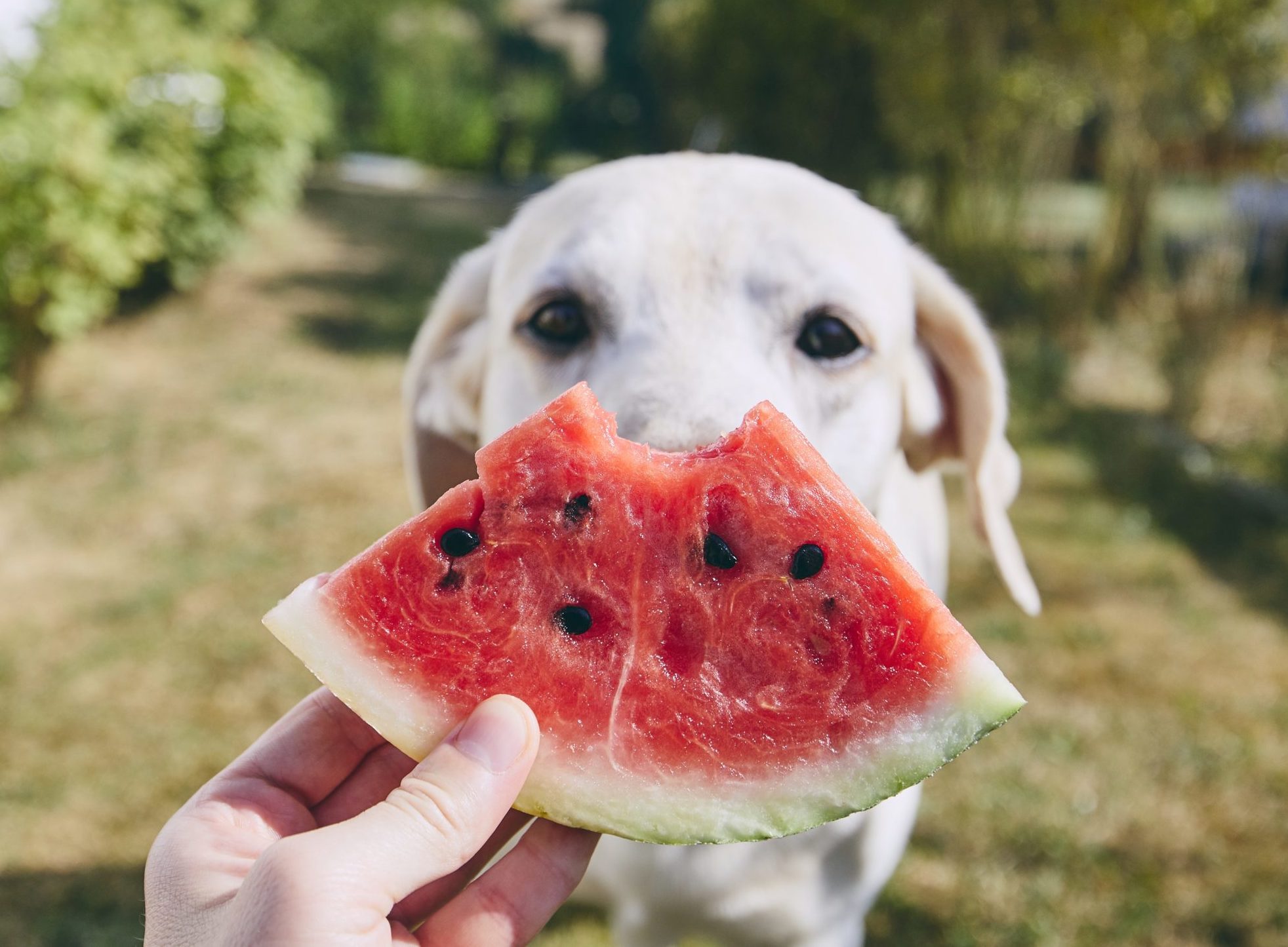 How to Make Delicious Watermelon Dog Treats Our Funny Little Site