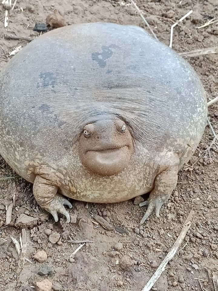 People Can't Believe This Spectacularly Big Frog is Real - Our Funny