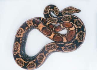 3 things to know before getting a snake.
