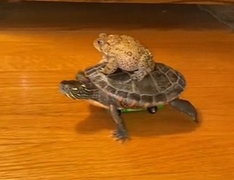 Check Out This Adorable Turtle Driving a Hot Wheels Car - Our Funny ...