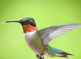 Hummingbird