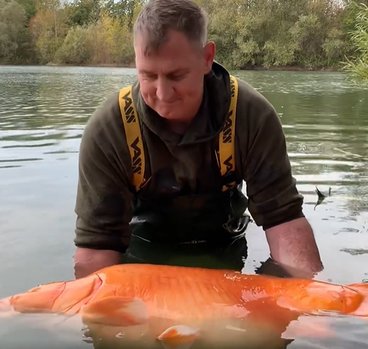 Check Out This Giant Goldfish Weighing More Than 67 Pounds - Our Funny 