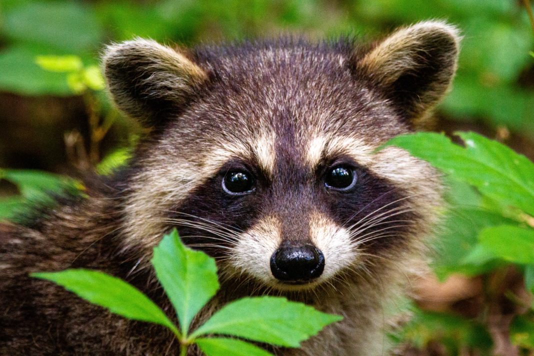 Fun Facts About Raccoons You Probably Didn’t Know - Our Funny Little Site