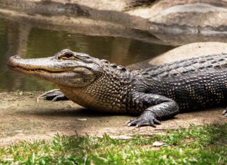 Crocodile