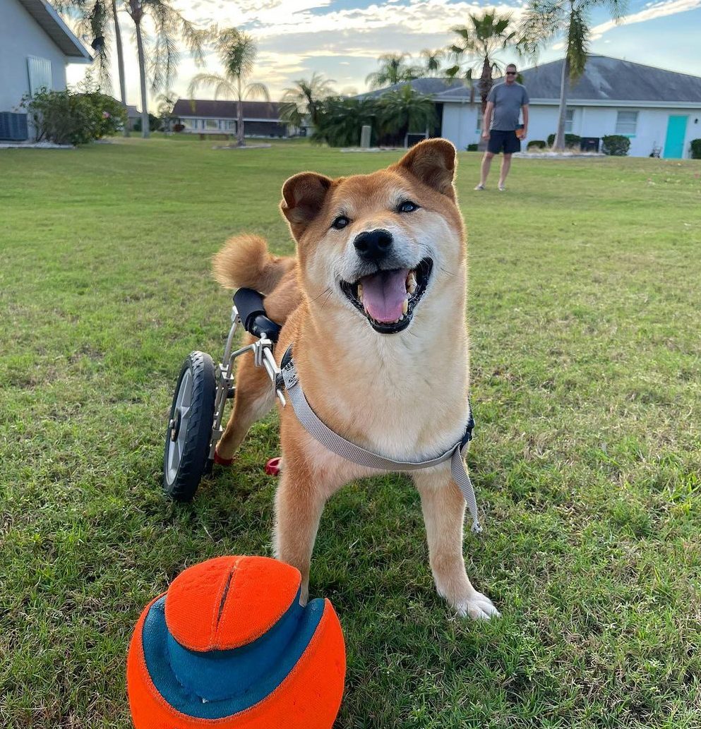 meet-gordon-the-adorable-shiba-inu-who-won-world-s-cutest-rescue-dog