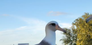 Wisdom the Albatross