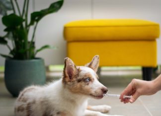Dog medication