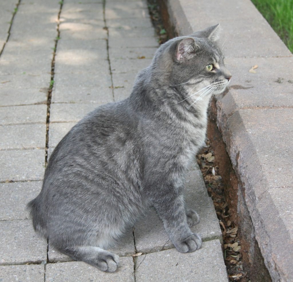 Here’s Why Manx Cats Don’t Have Tails Our Funny Little Site