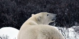 Polar bear in Manitoba, Canada