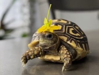 Meet Fig, A Tortoise Who Lives His Best Life - Our Funny Little Site