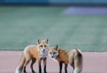 foxes on the Coors Field Stadium