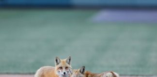 foxes on the Coors Field Stadium