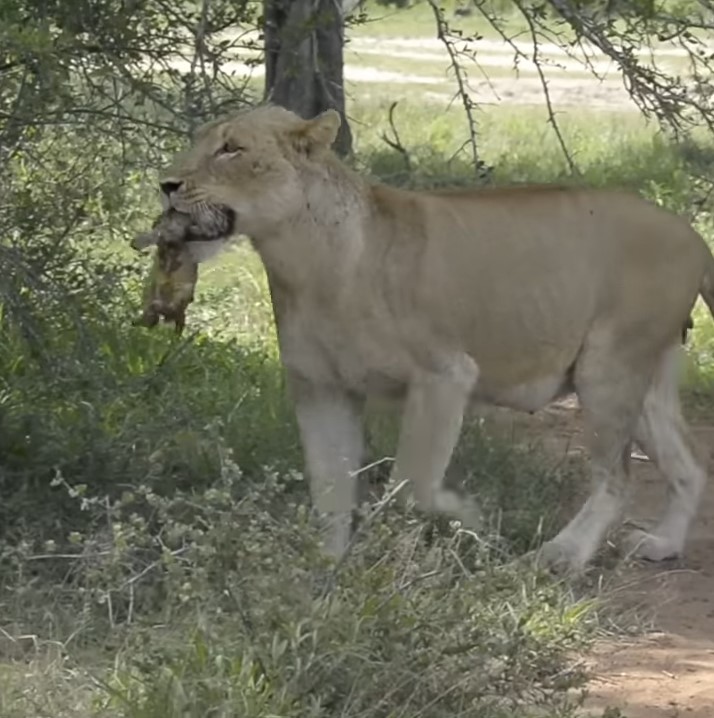 Rare Video of Lioness Giving Birth Goes Viral - Our Funny Little Site