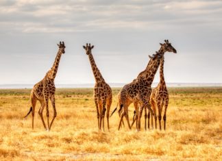 Giraffes