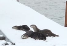 Otters playing in the snow