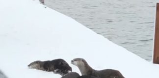 Otters playing in the snow
