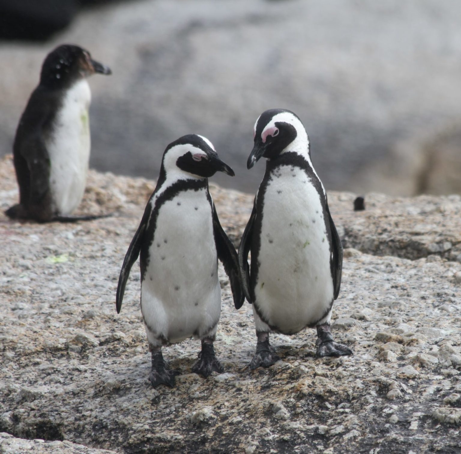 Fun Facts About Penguins You Probably Never Knew Our Funny Little Site