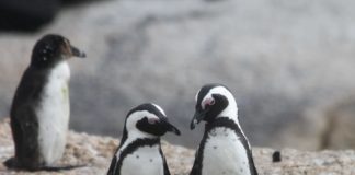 Penguins in the wild