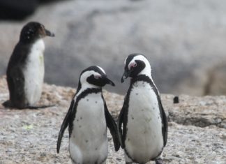Penguins in the wild