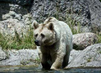 Wild bear in Bern, Switzerland