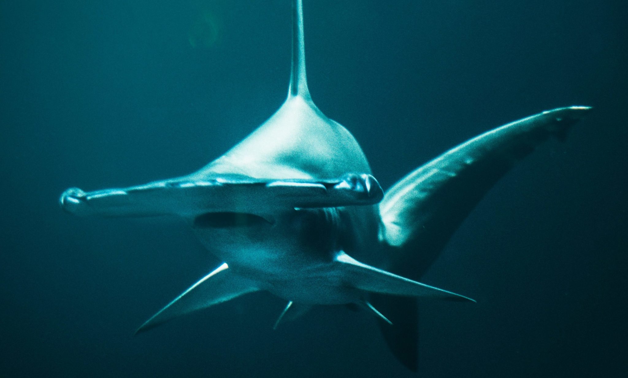 5 Fun Facts You Probably Don't Know About Hammerhead Sharks - Our Funny