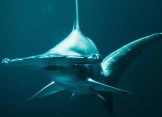 Hammerhead shark