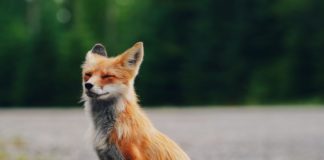 Fox