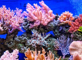 Coral