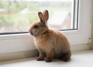 Bunny by the window