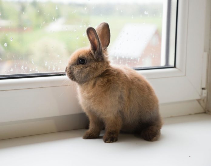 Bunny by the window