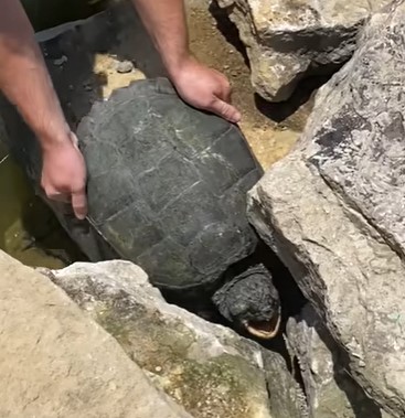 Stuck Between Two Rocks Snapping Turtle Stuck Between Two Rocks Saved by Kind Strangers - Our ...