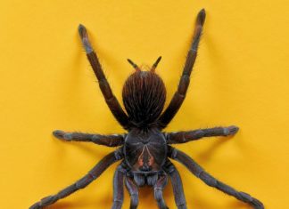 Tarantula