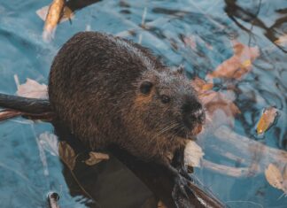 Beaver