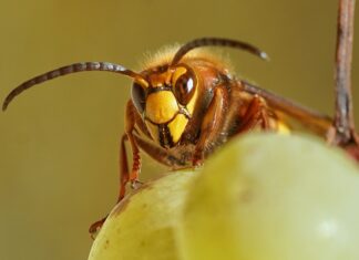 Hornet