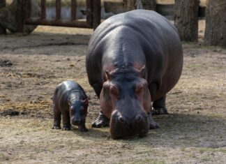 Hippos