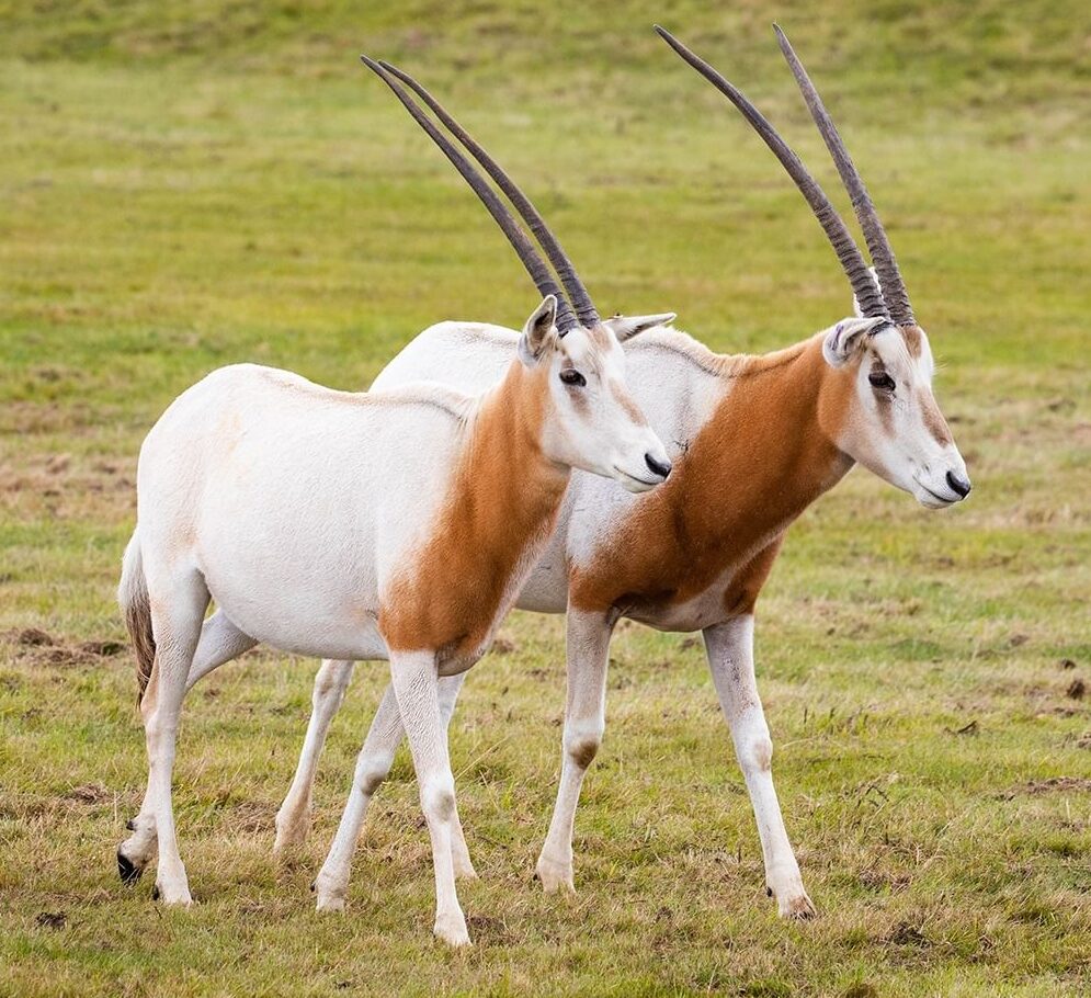 Rare Antelope Species No Longer Considered “Extinct in the Wild” - Our