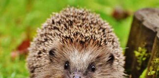 Hedgehog