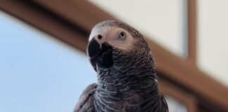 African Grey Parrot