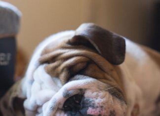 Sleepy bulldog