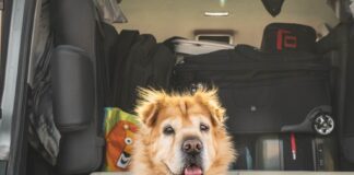 Dog in car