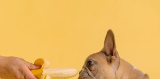 Dog and banana
