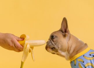 Dog and banana
