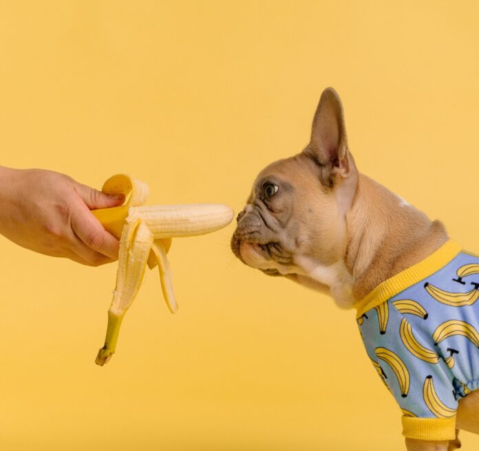 Dog and banana