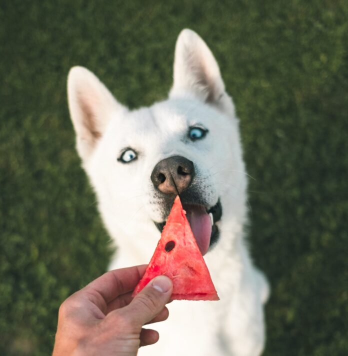 Dog with watermelon