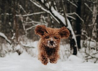 Dog in snow
