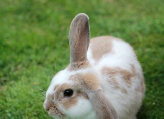 Bunny